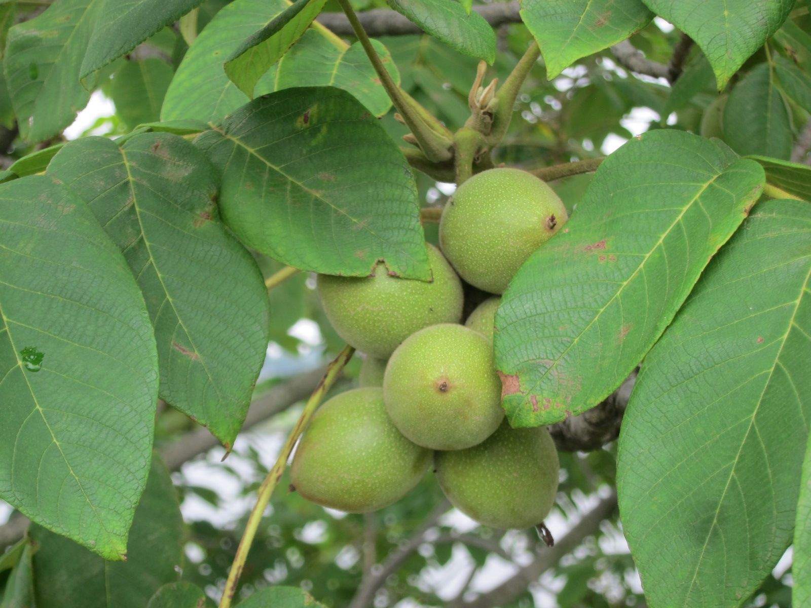 Juglans ailanthifolia