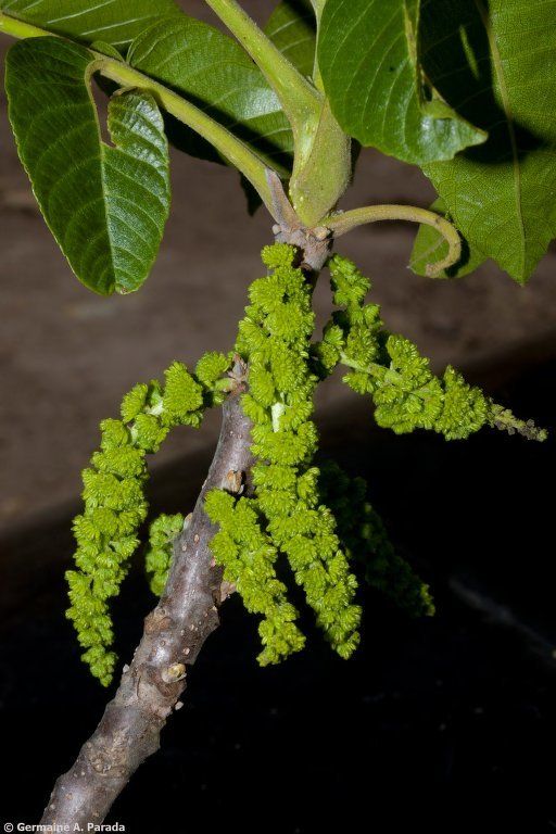 Juglans australis