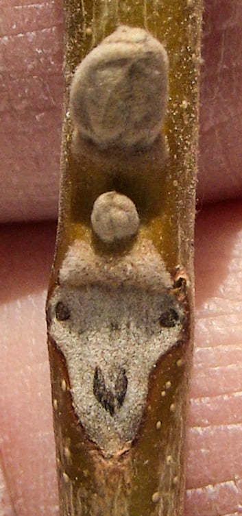 Juglans cinerea