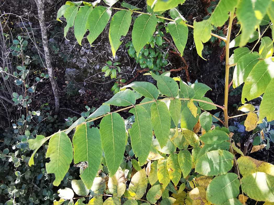 Juglans hirsuta