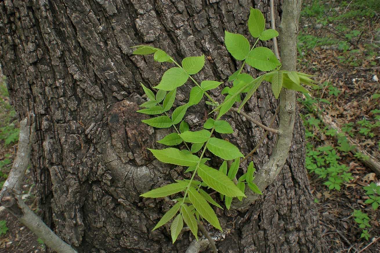 Juglans major