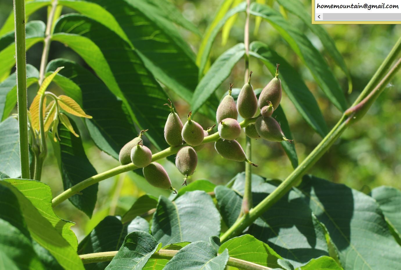Juglans mandshurica