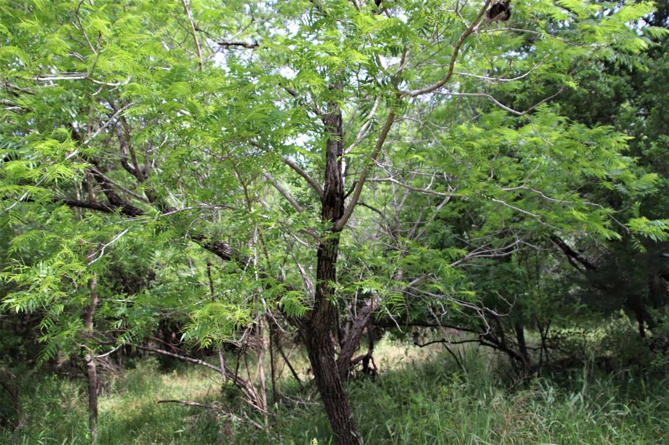 Juglans microcarpa
