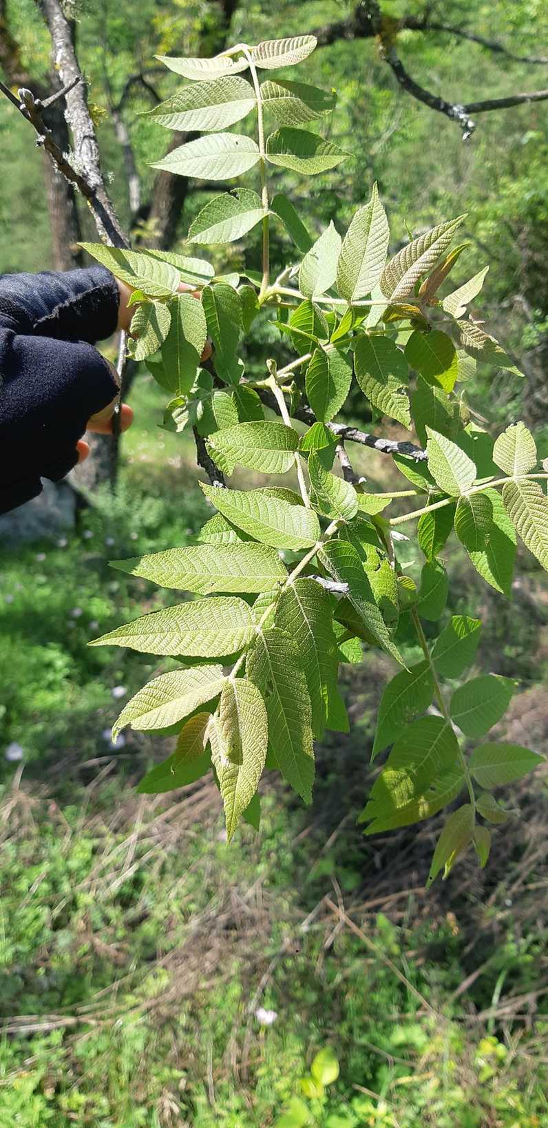 Juglans mollis