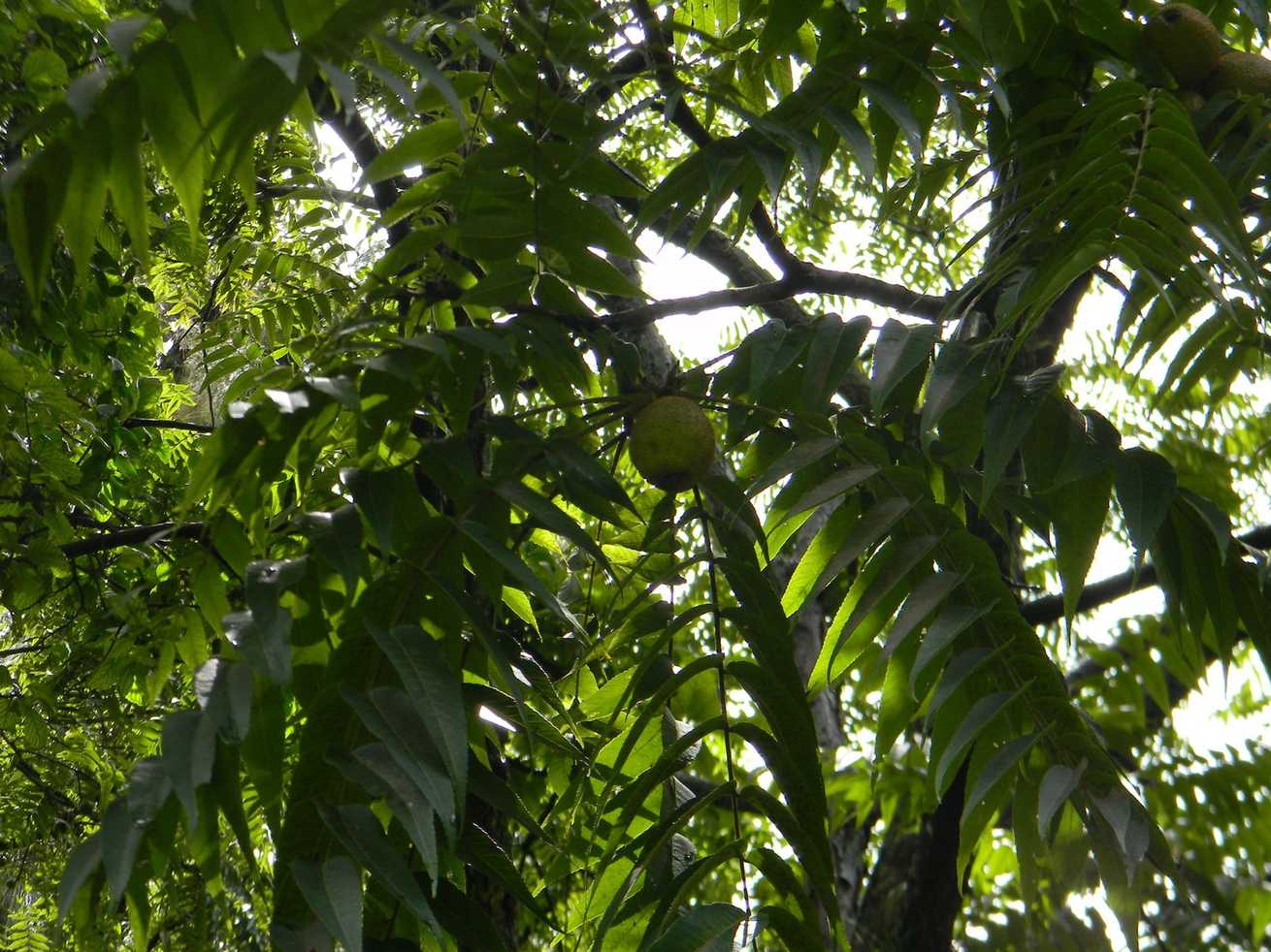 Juglans pyriformis