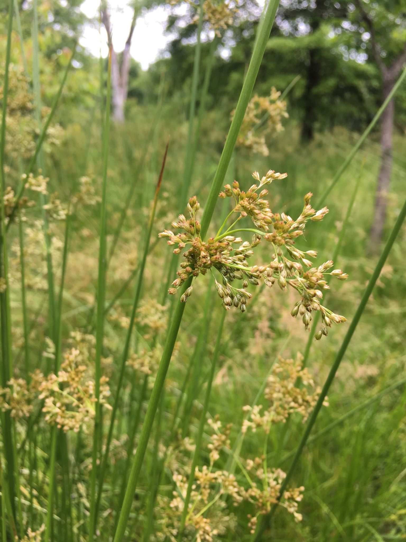 Juncus