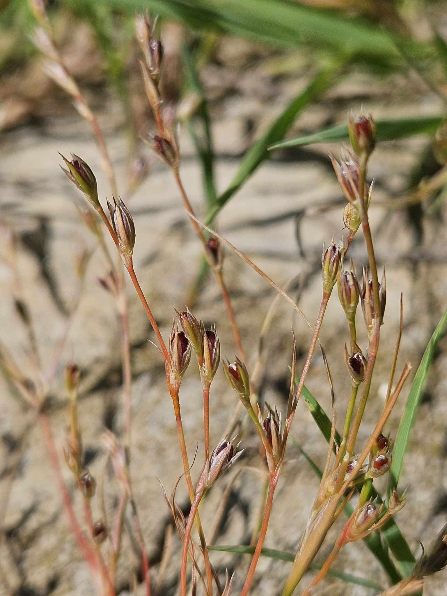 Juncus bufonius