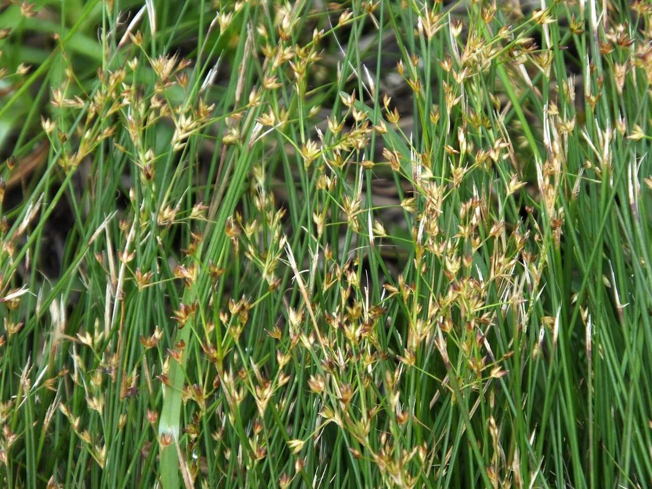 Juncus sp.