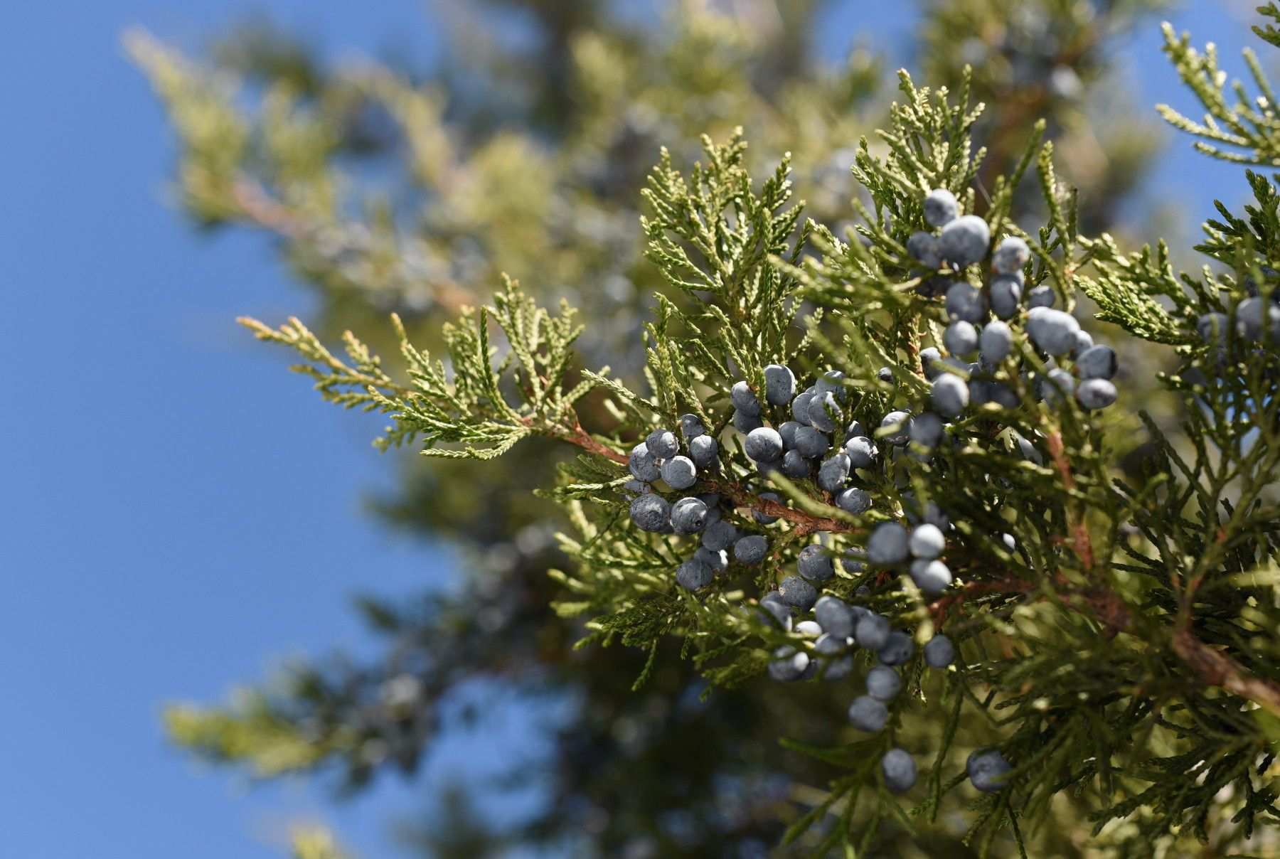 Juniperus