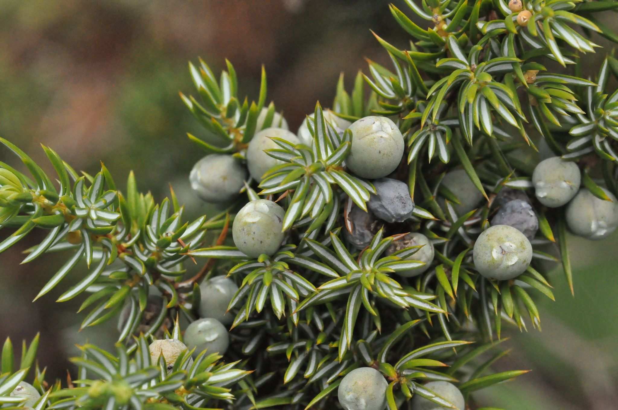 Juniperus communis
