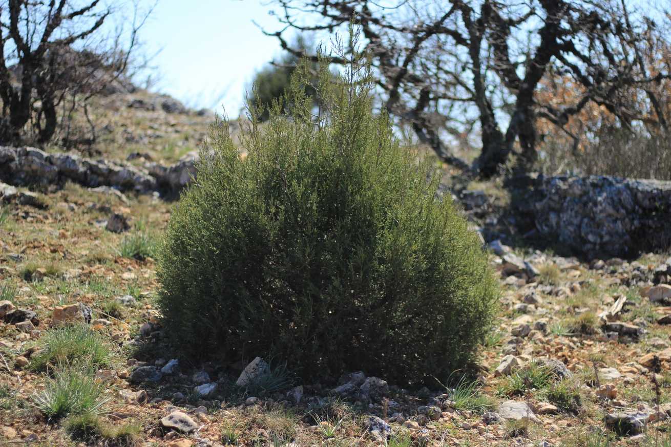Juniperus excelsa