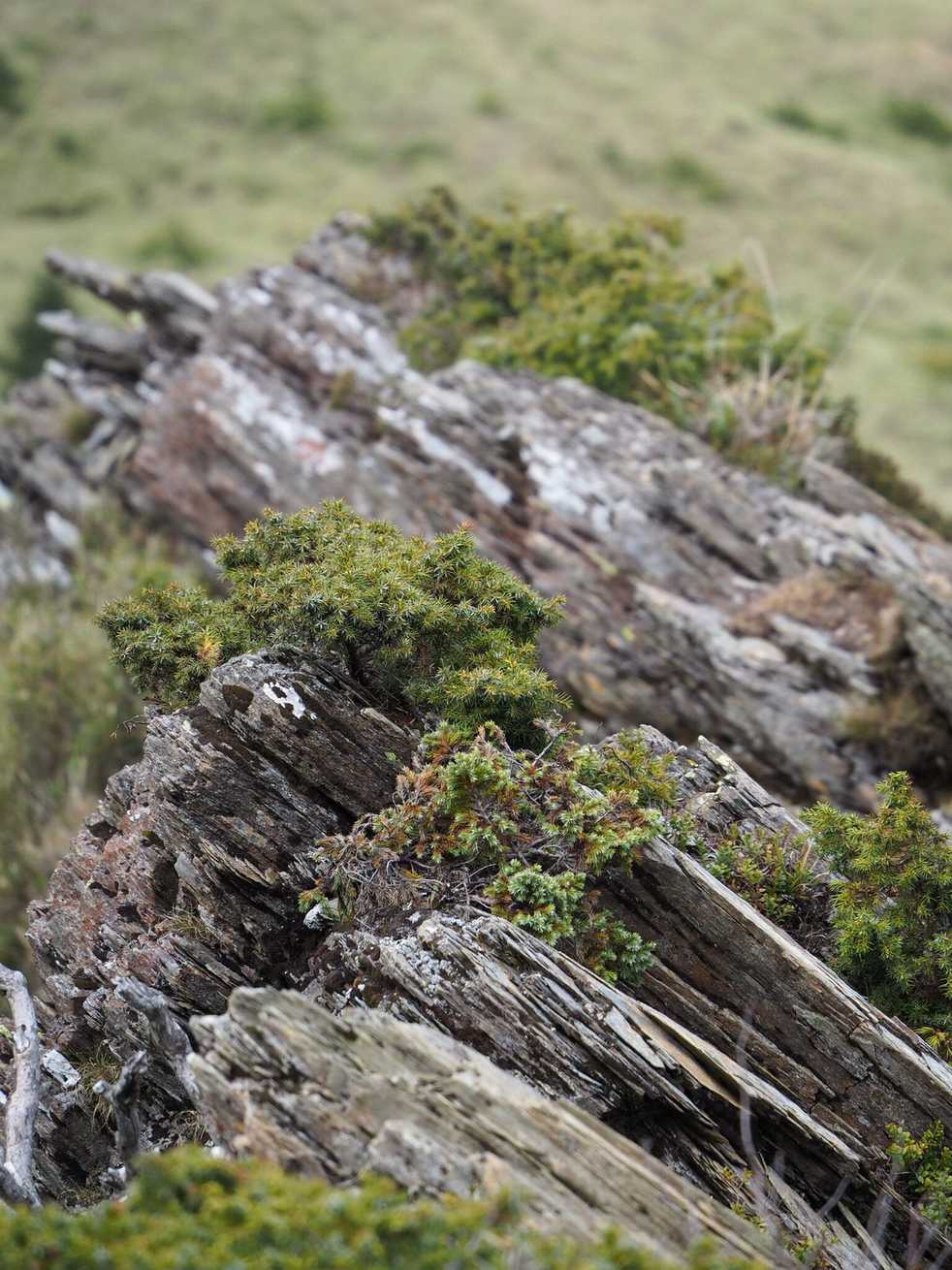 Juniperus formosana