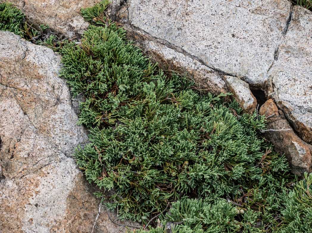 Juniperus horizontalis