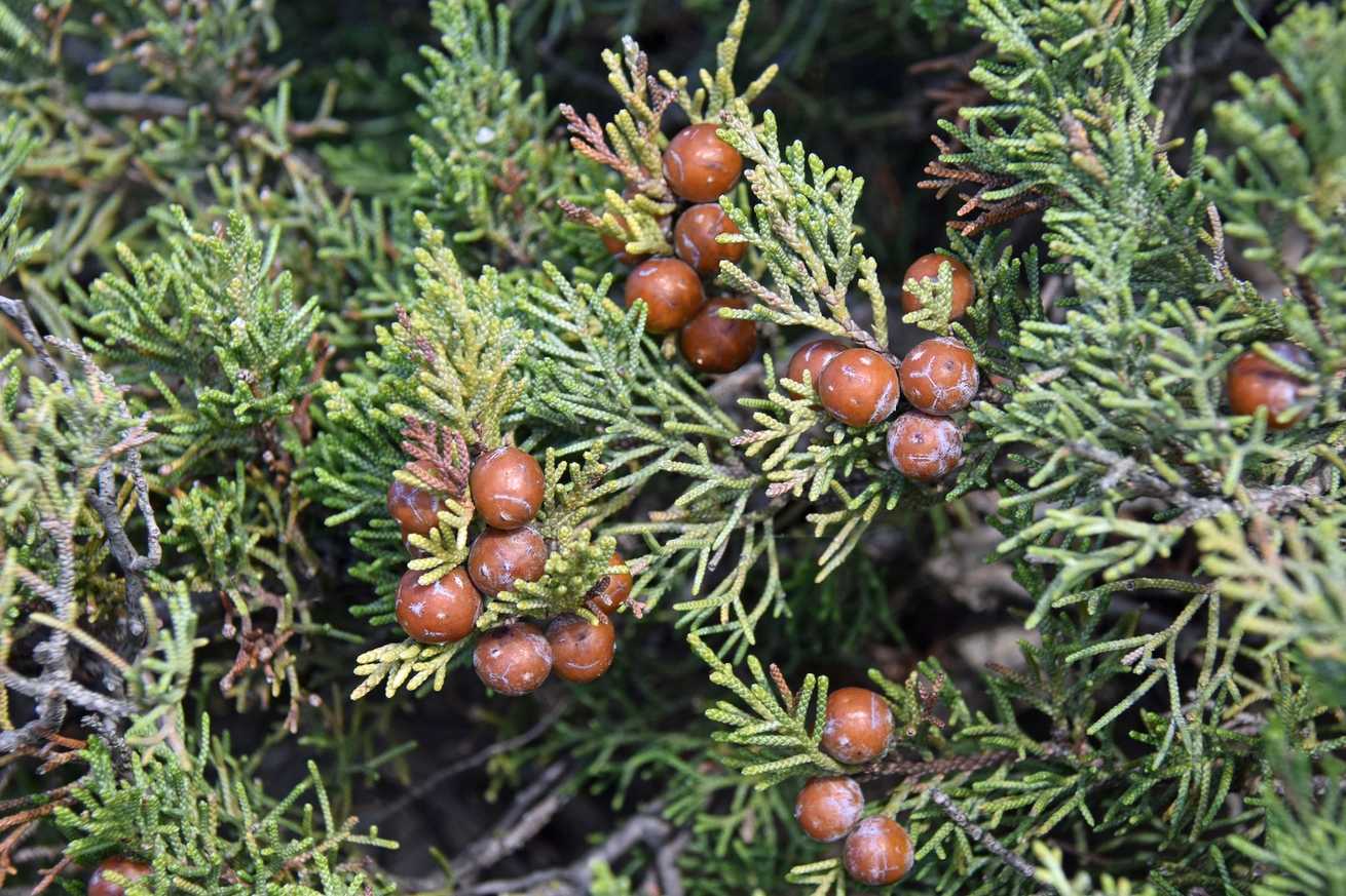 Juniperus phoenicea