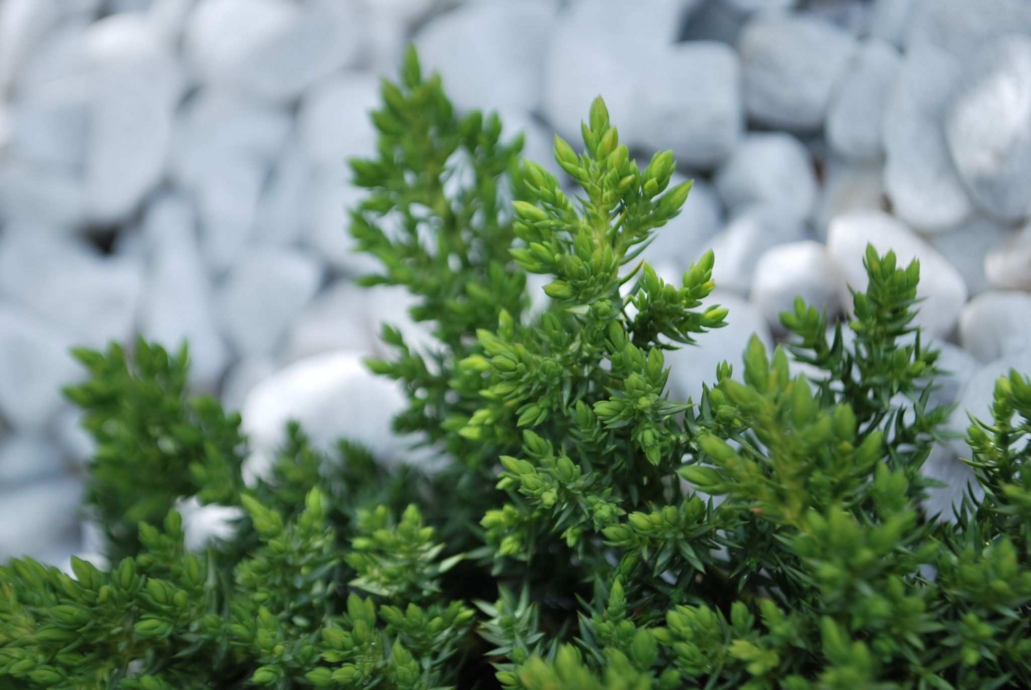 Juniperus procumbens