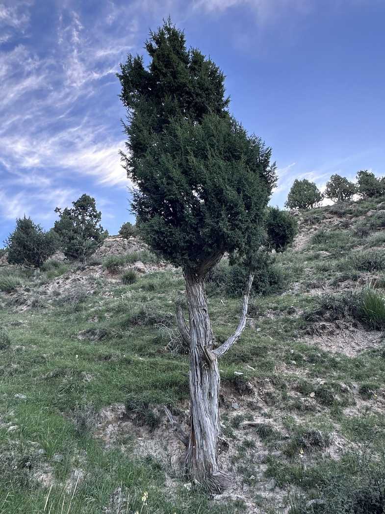 Juniperus przewalskii
