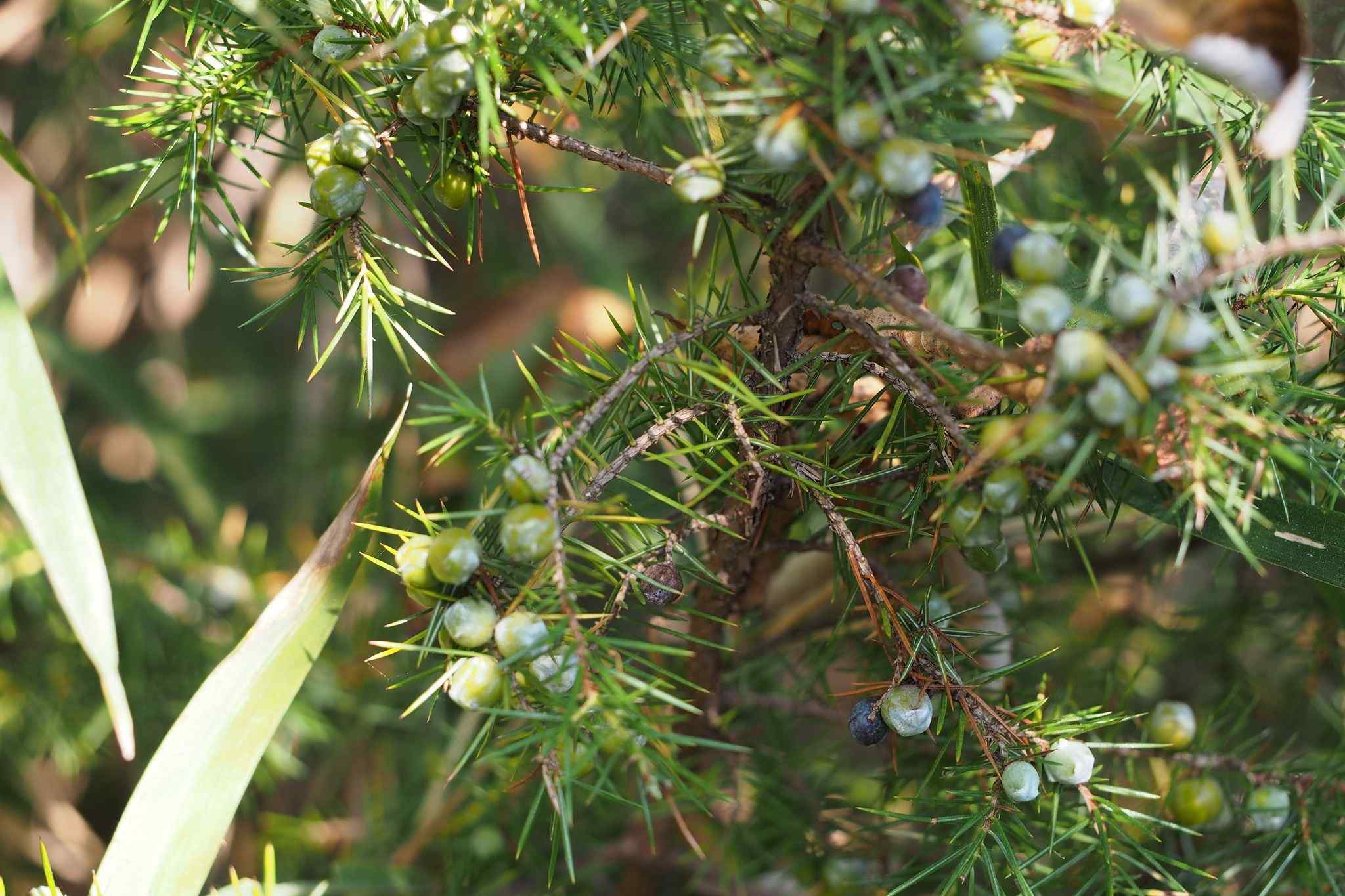 Juniperus rigida
