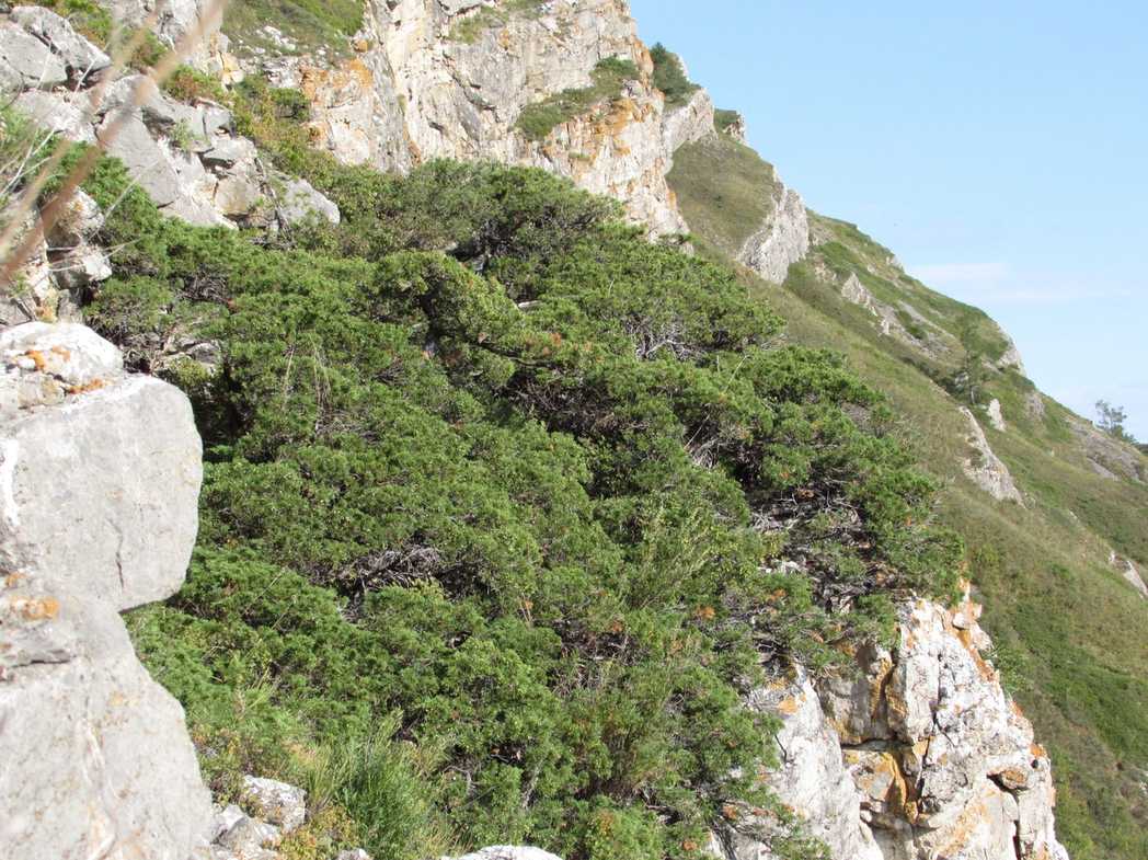 Juniperus sabina