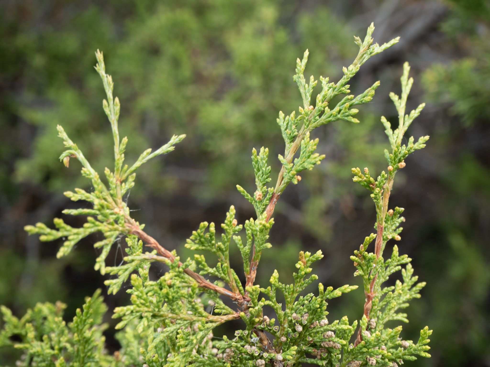 Juniperus scopulorum