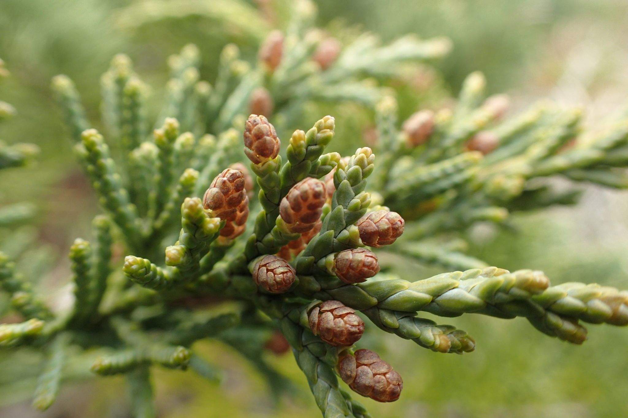 Juniperus sp.