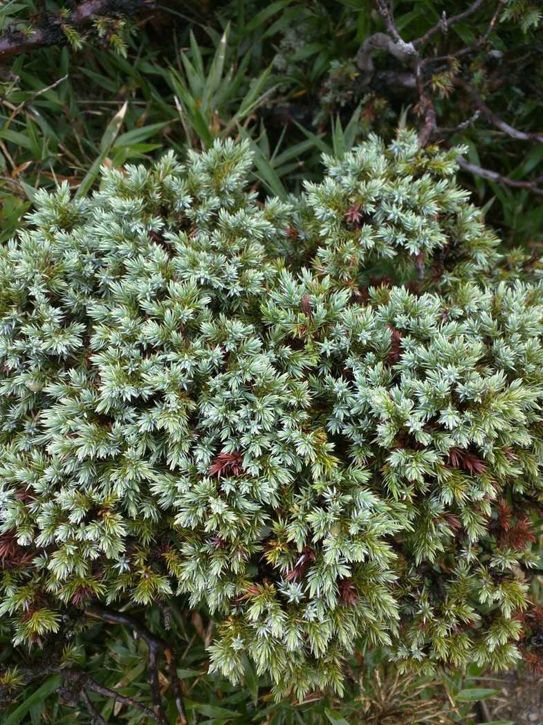 Juniperus squamata