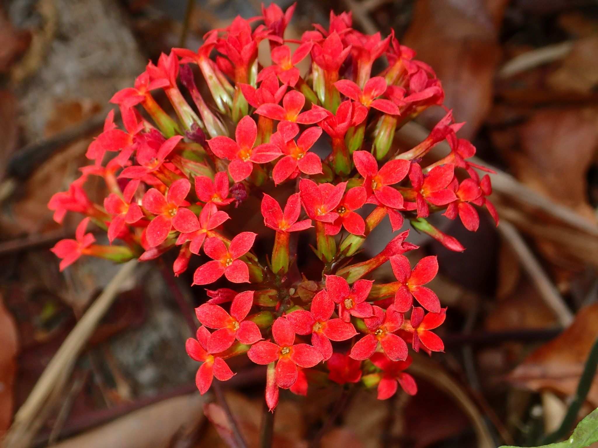 Kalanchoe blossfeldiana