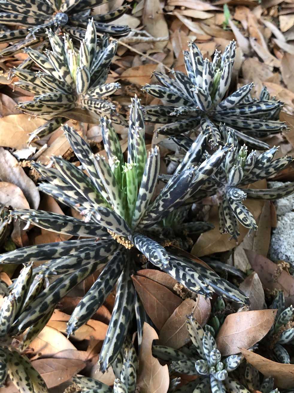 Kalanchoe delagoensis