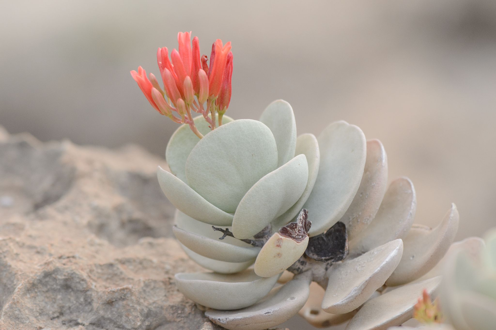 Kalanchoe farinacea