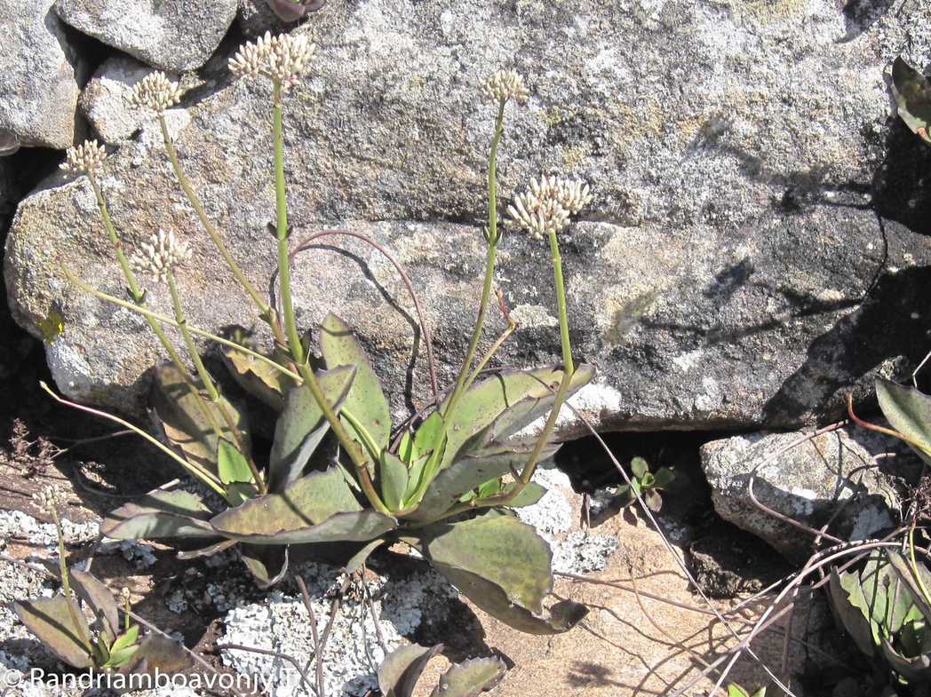 Kalanchoe synsepala