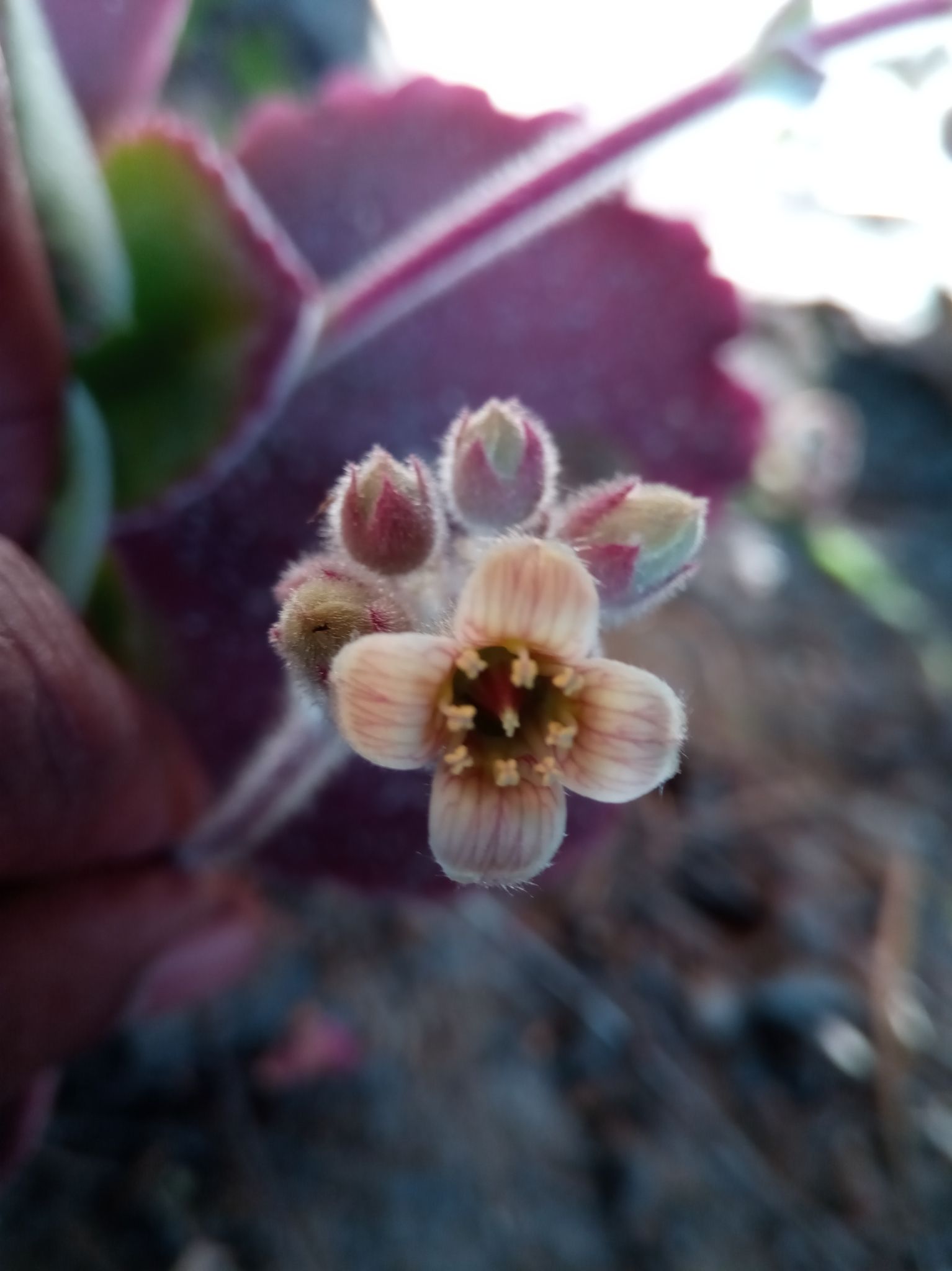 Kalanchoe tetraphylla