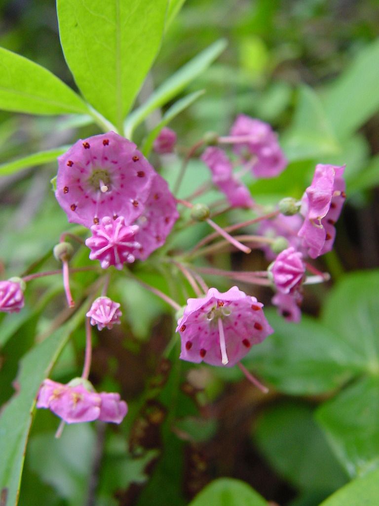 Kalmia angustifolia
