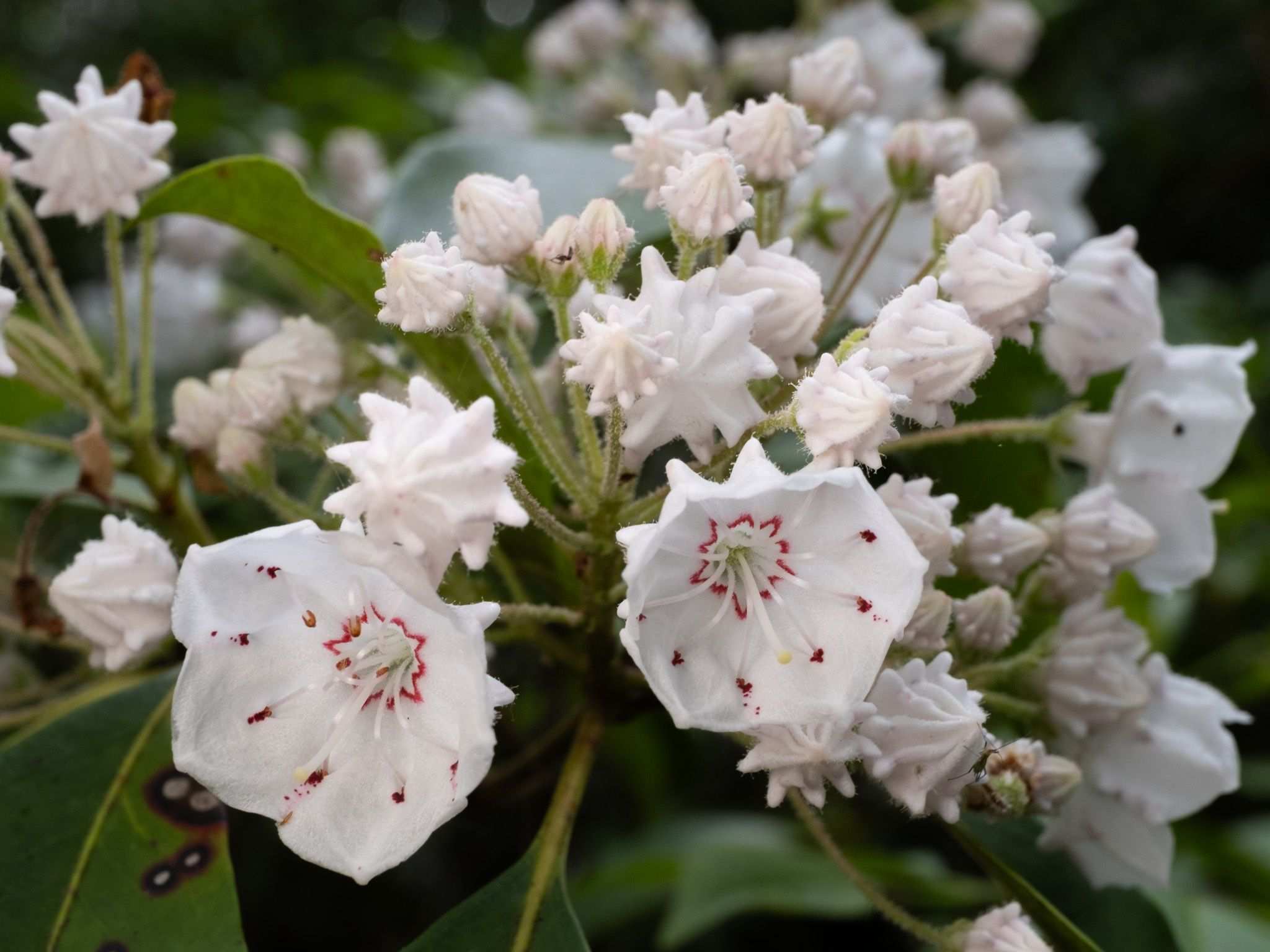 Kalmia latifolia