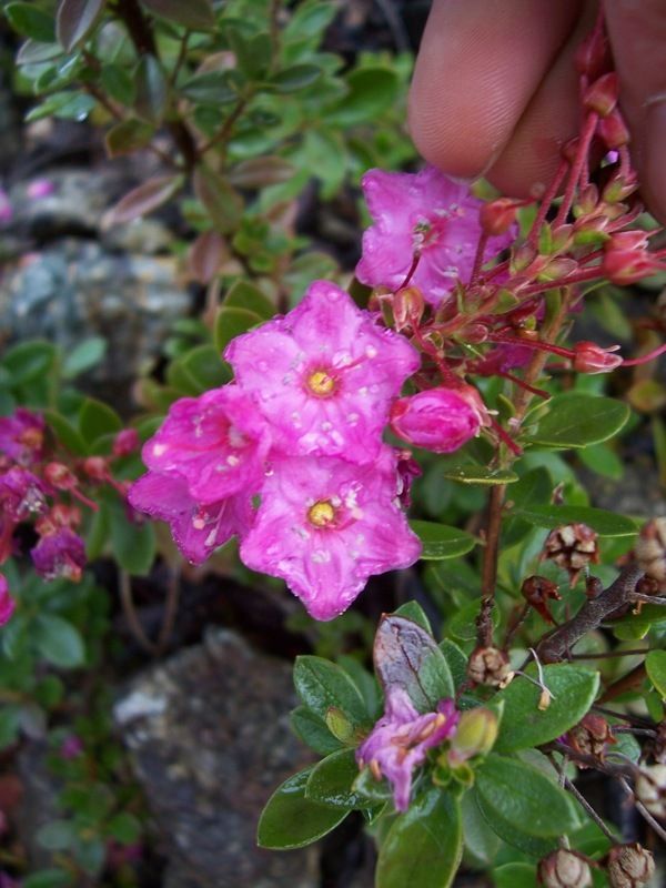 Kalmiopsis leachiana