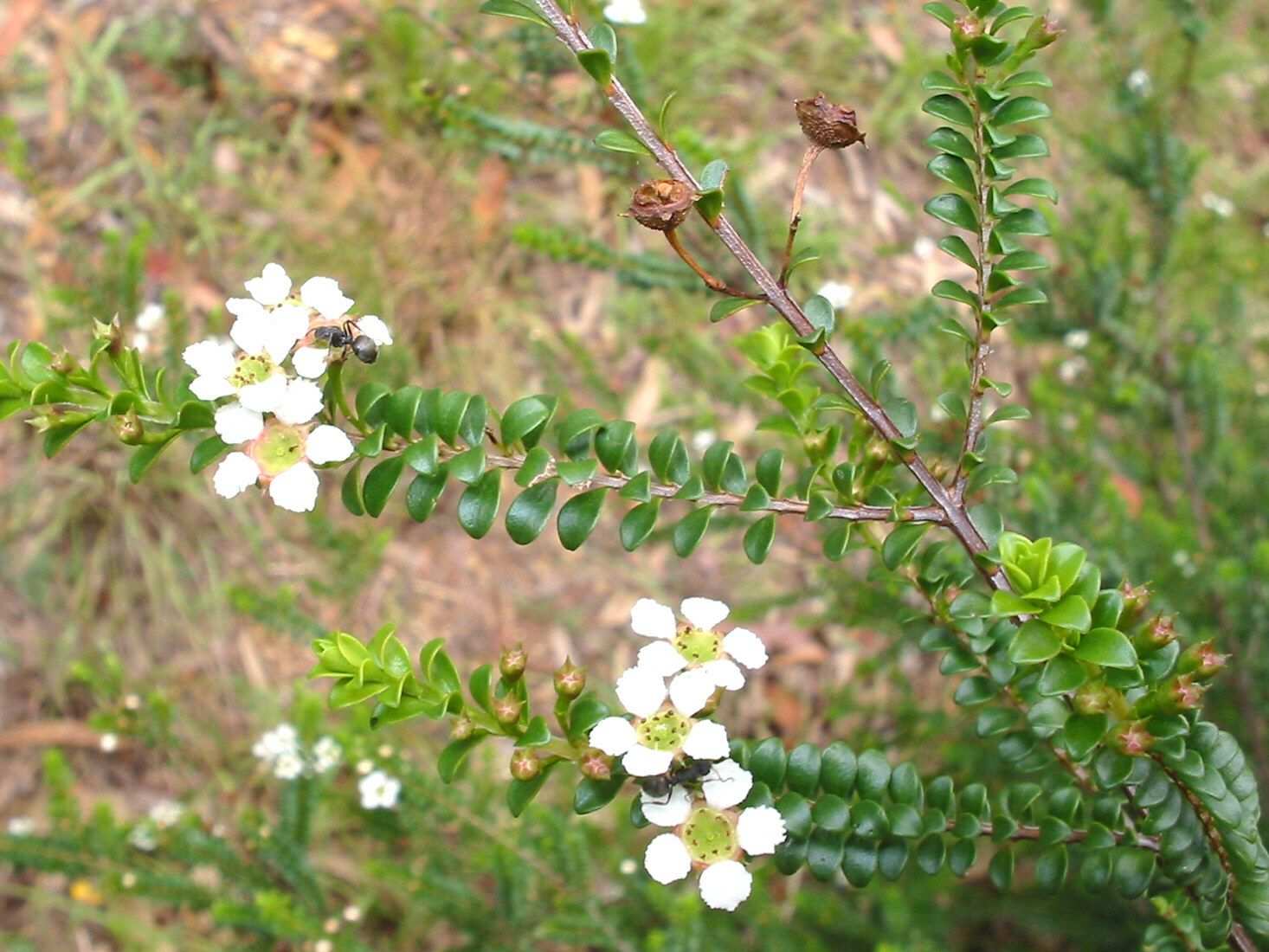 Kardomia prominens