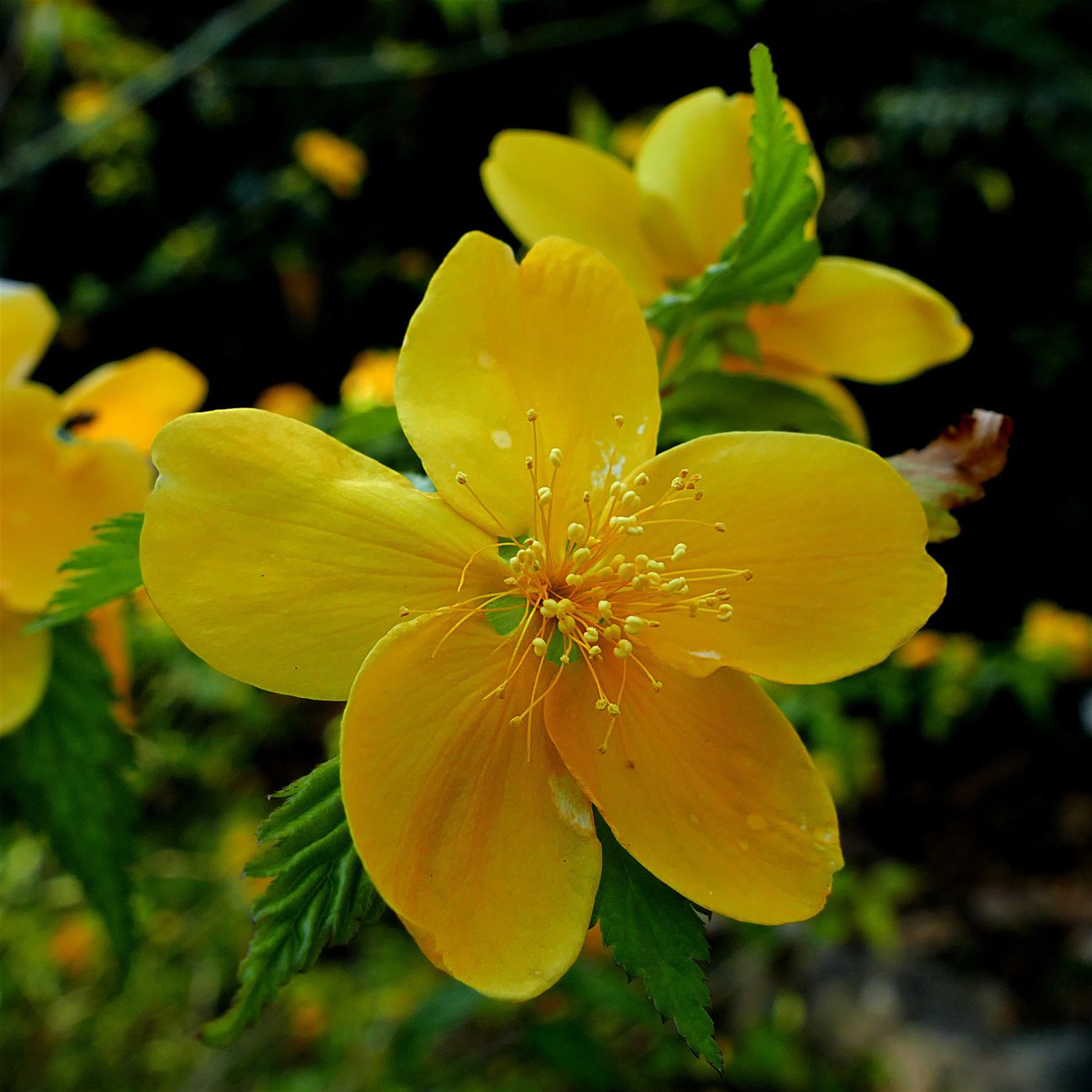 Kerria japonica