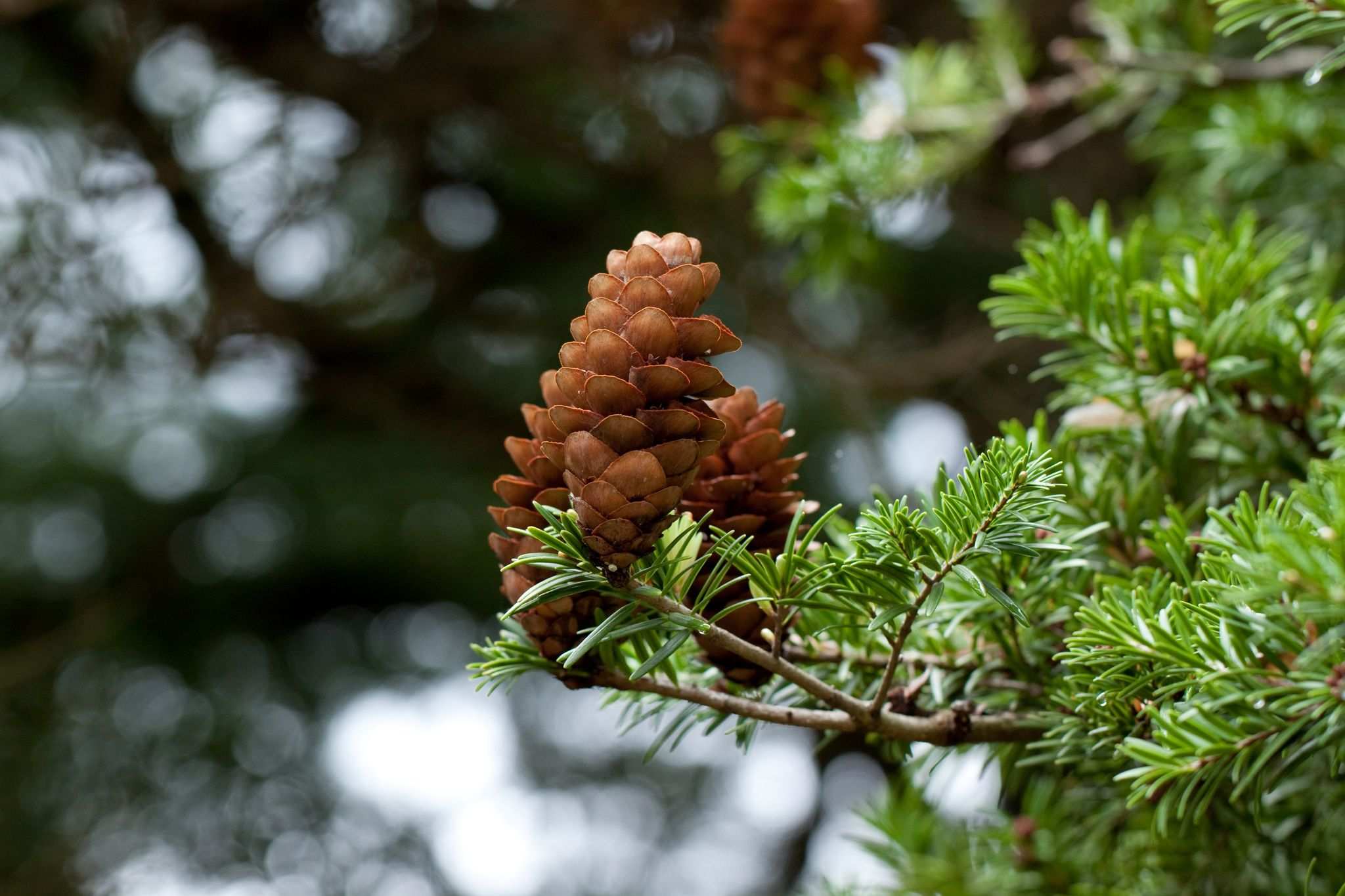 Keteleeria