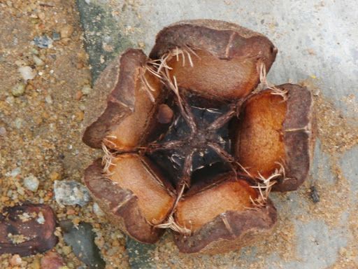 Khaya grandifoliola