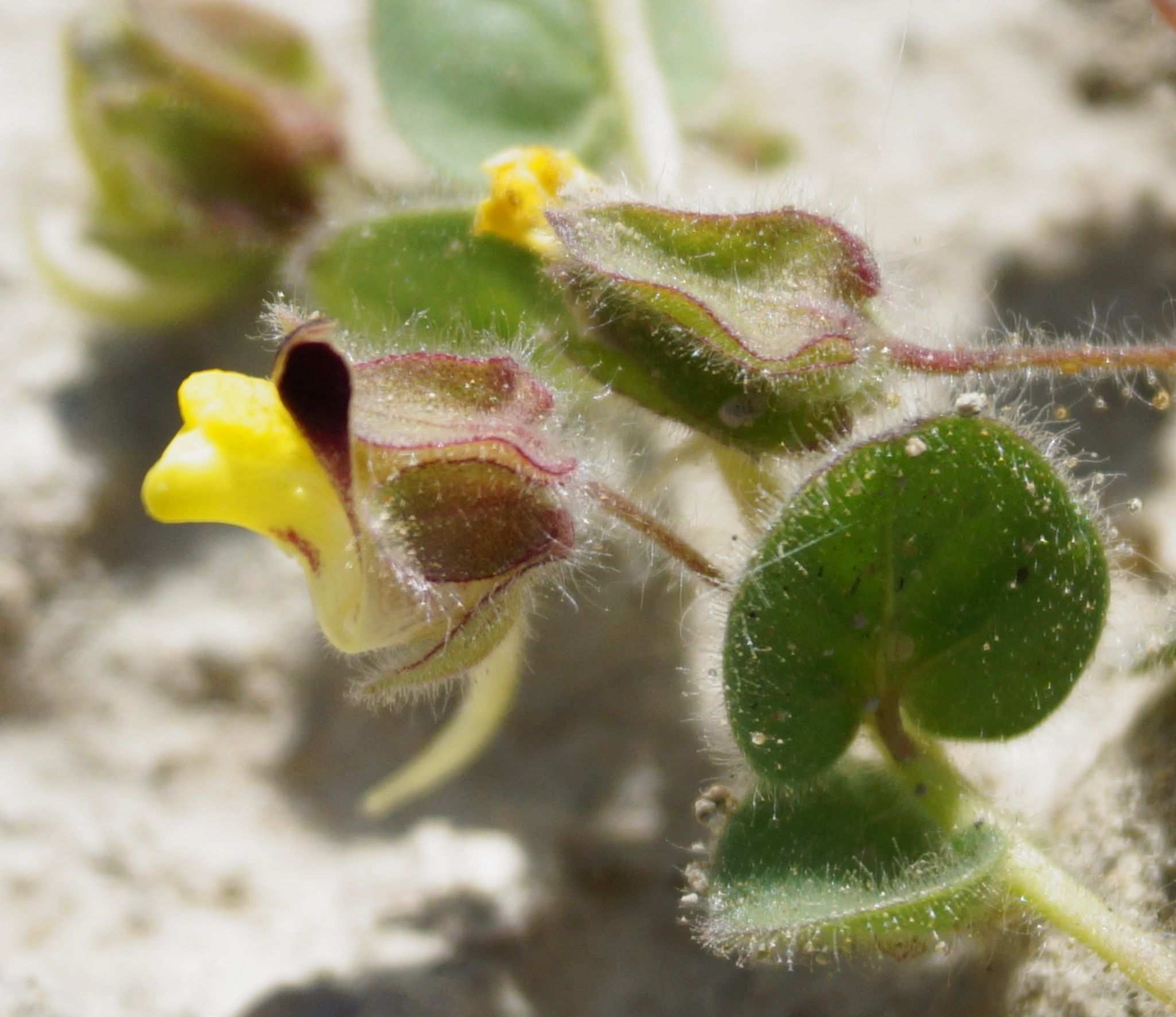 Kickxia spuria