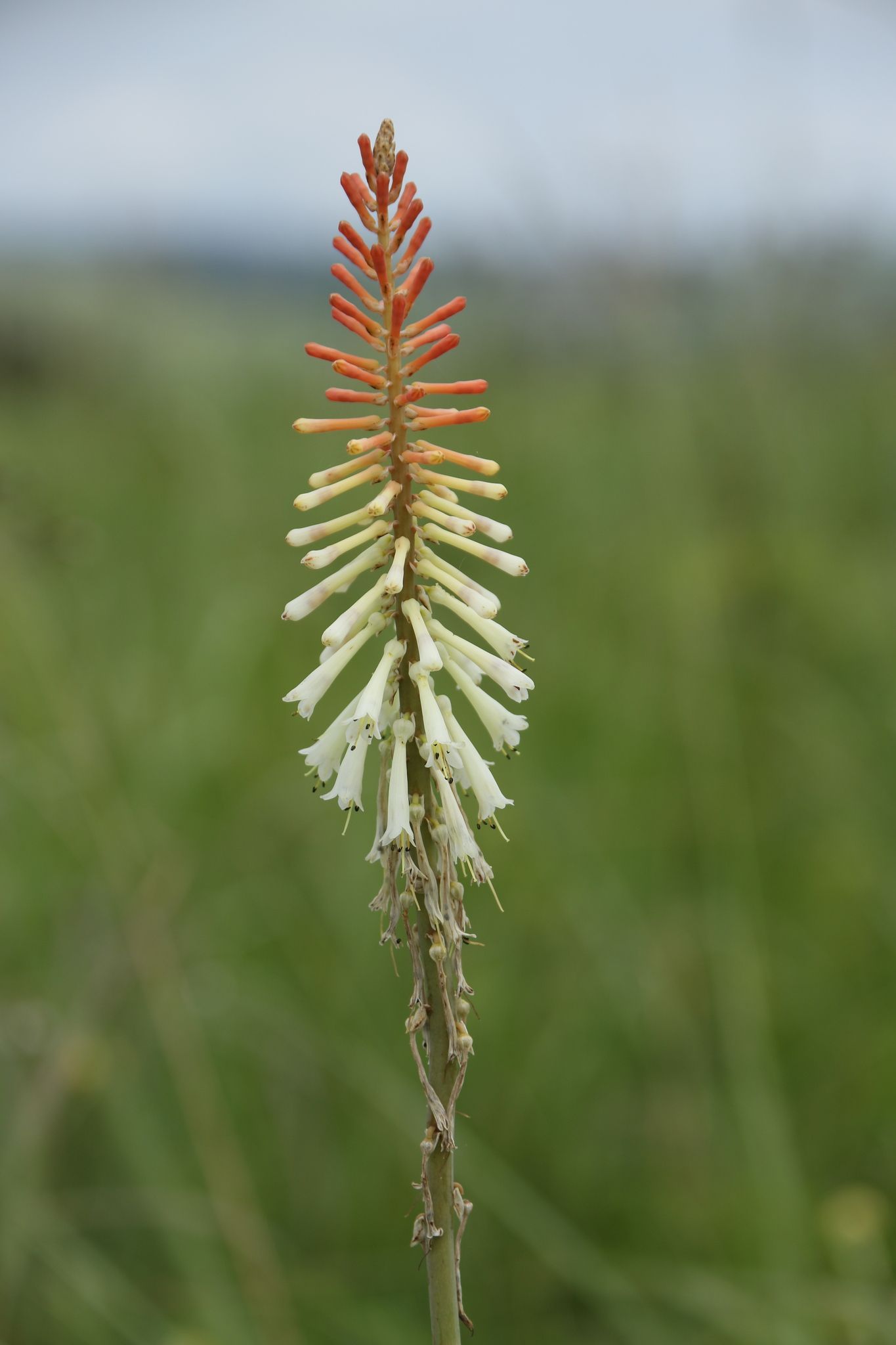 Kniphofia sp.