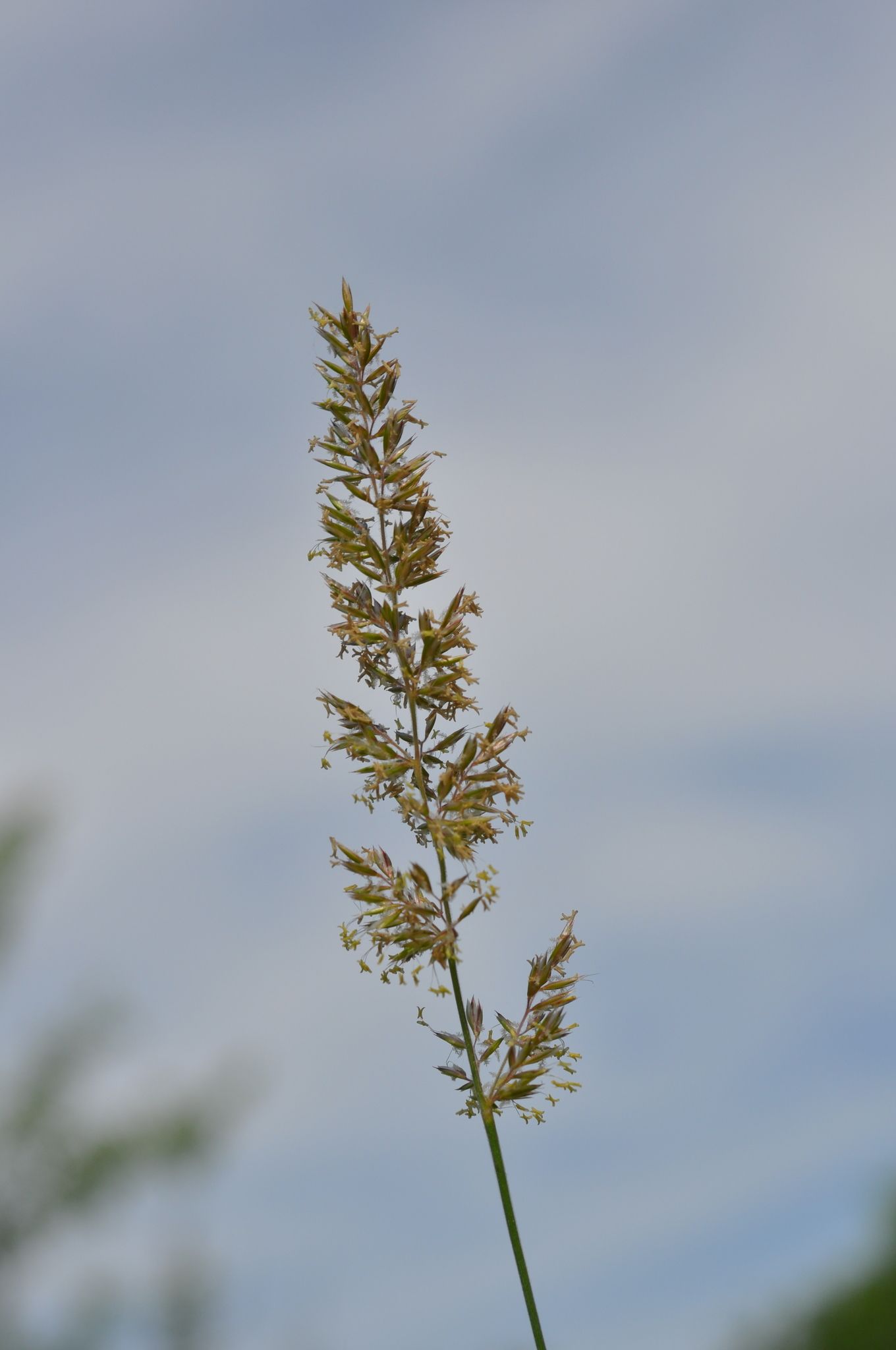 Koeleria pyramidata