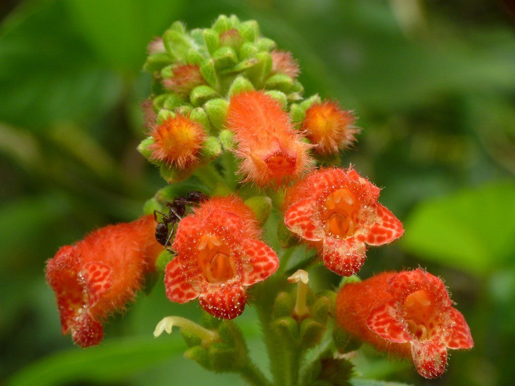 Kohleria sp.