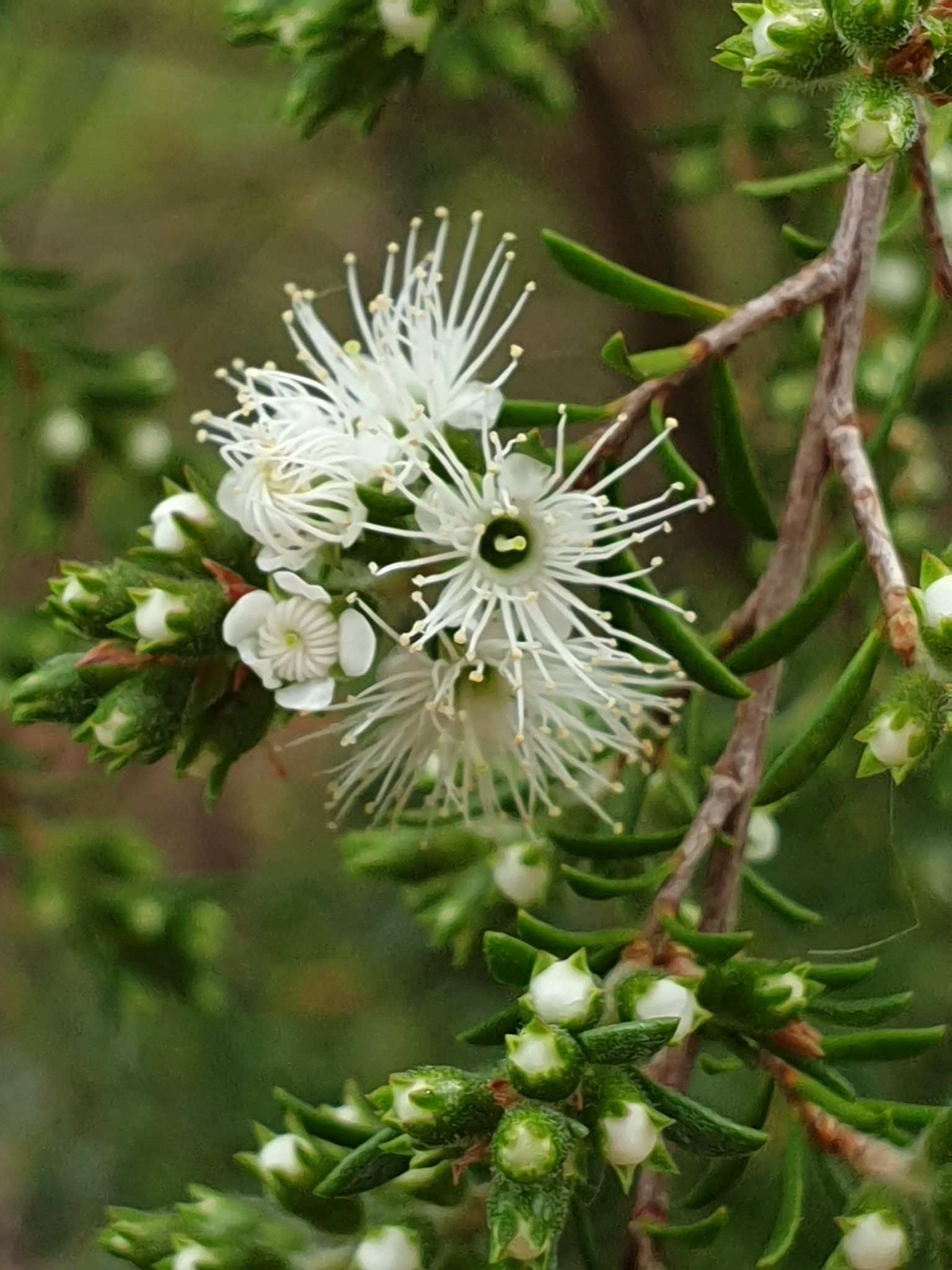 Kunzea ambigua