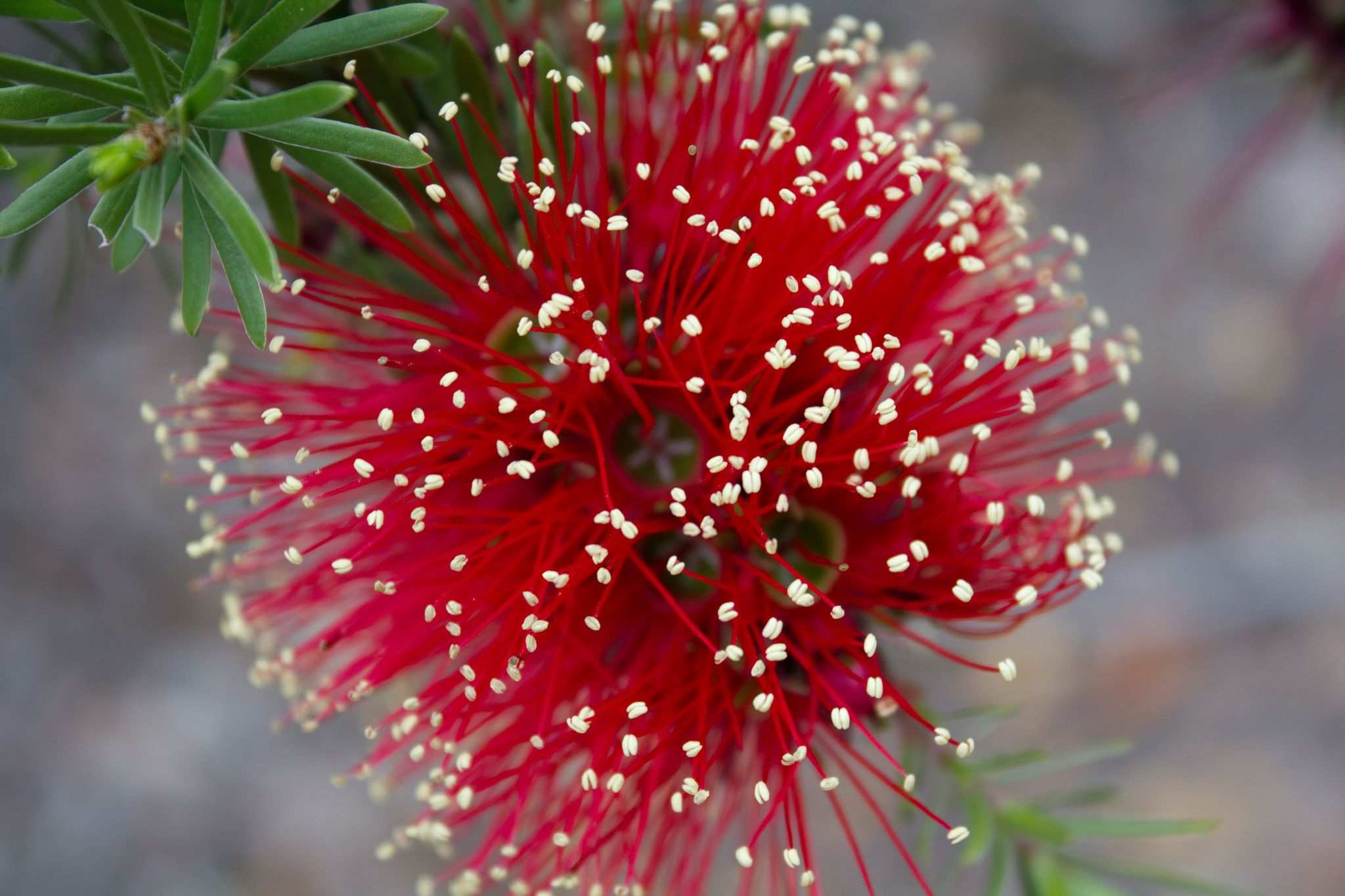 Kunzea baxteri