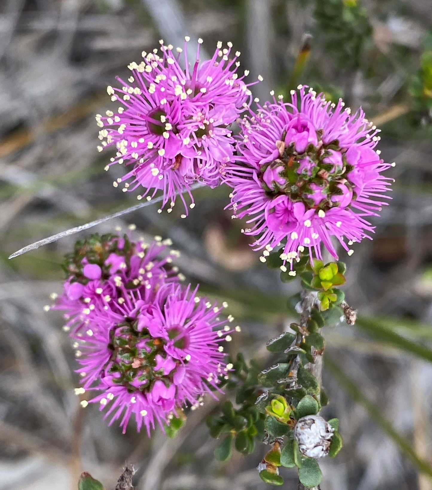 Kunzea recurva
