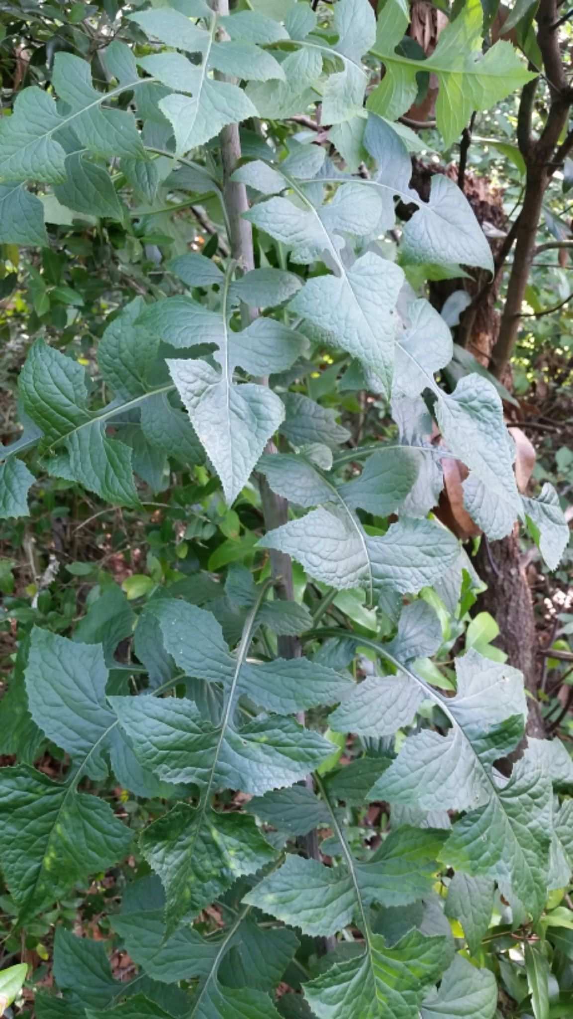 Lactuca floridana