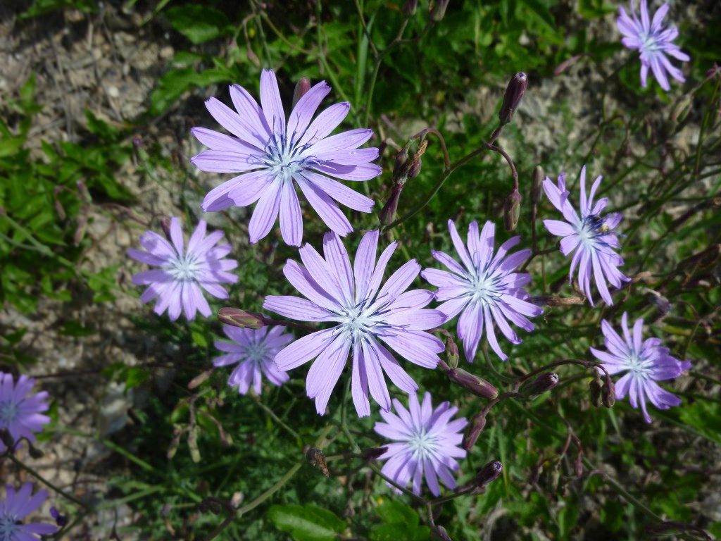 Lactuca perennis