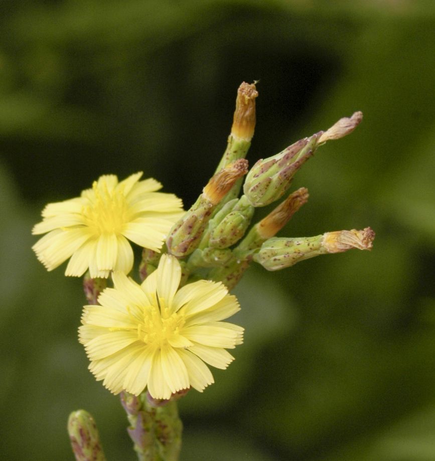 Lactuca sativa