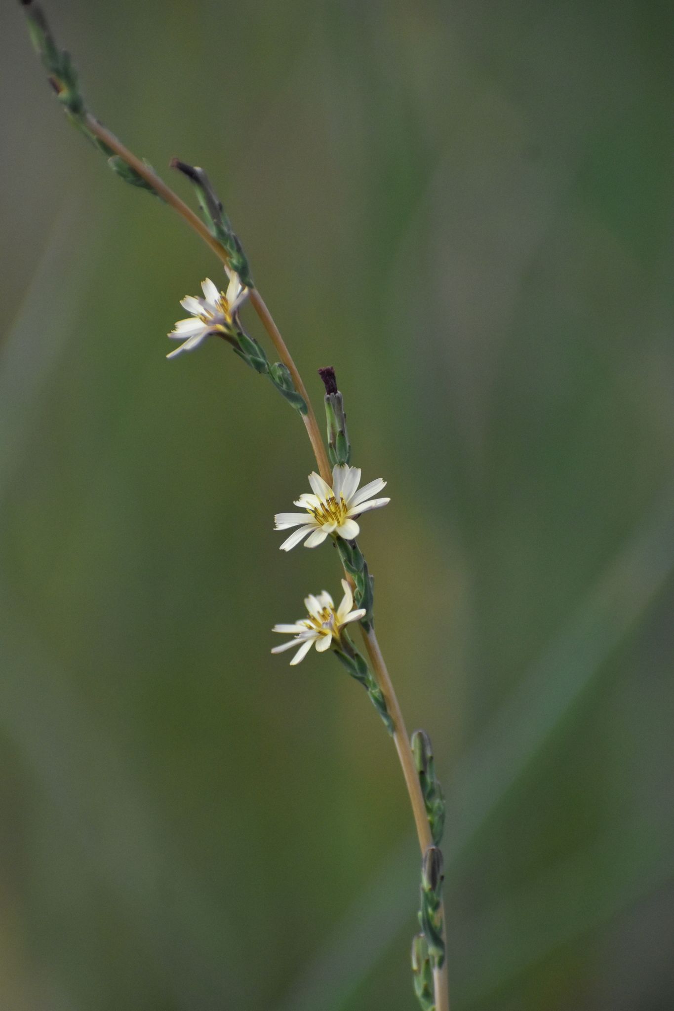 Lactuca sp.