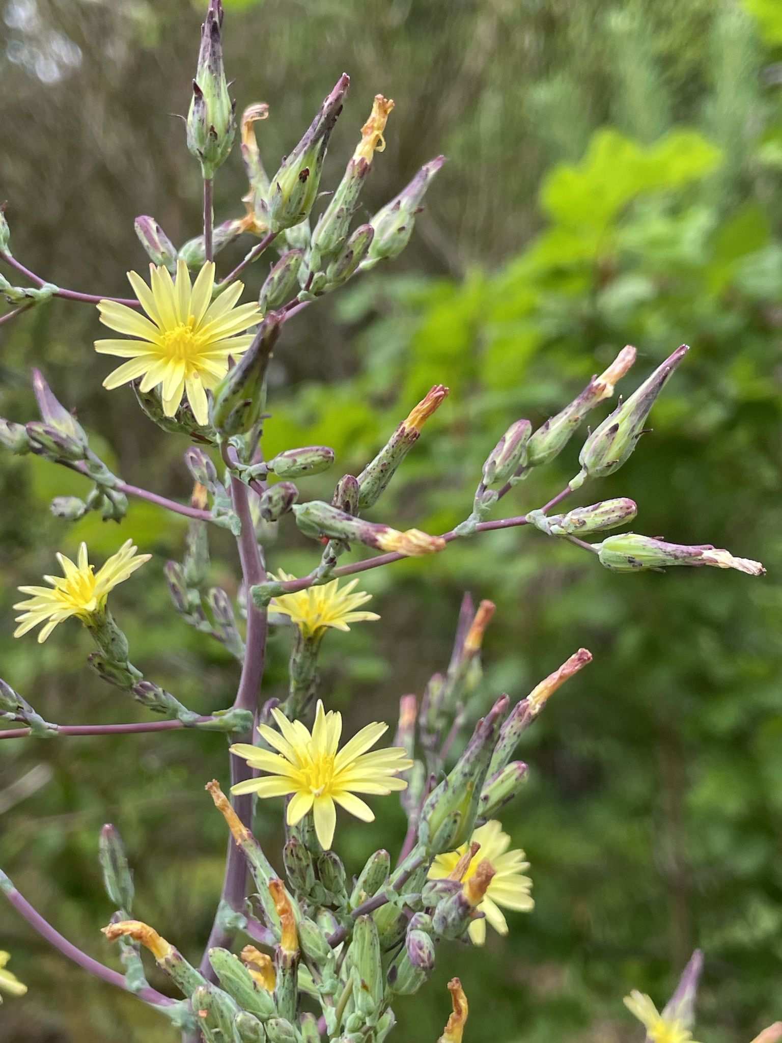 Lactuca virosa