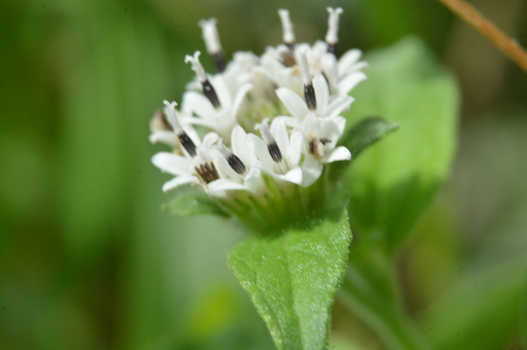 Lagascea mollis